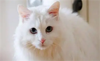 猫咪为什么空口咀嚼呢