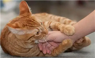 猫咪抢食为什么咬人啊
