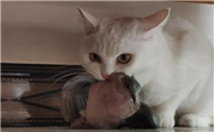 猫咪为什么不吃鸟啊
