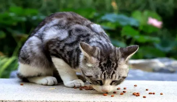 狸花猫别的国家有吗
