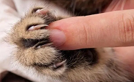 猫咪不让碰爪子是怎么回事