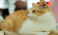家里小猫发春怎么办呢