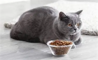 猫咪不吃东西怎么办是什么原因呢
