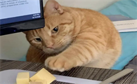 猫咪为什么怕猪肉呢