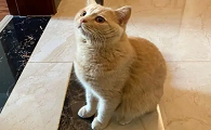 猫咪为什么会自己进家