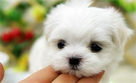 绣球犬是什么，绣球犬是什么样的狗？