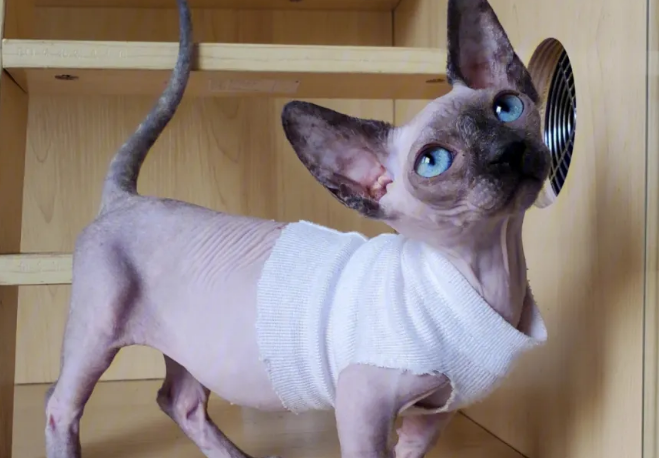 不长毛的猫叫什么名字