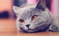 猫咪越大越安静是为什么