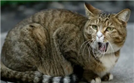 猫咪为什么发出半哑声音呢