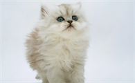 猫咪为什么总想咬我脸上的毛