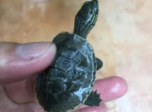 花草杂交龟好养吗