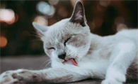 猫咪容易打呼噜的原因是什么