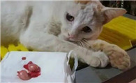 猫为啥做了绝育才长肥