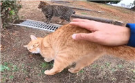 猫为什么喜欢拍背部