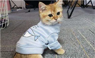猫咪为什么长大后会变冷漠呢