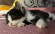 猫咪春天不爱睡觉吗为什么啊
