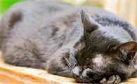 猫咪为什么不失眠睡觉呢