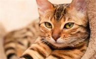 猫咪为什么看你洗澡睡觉的样子