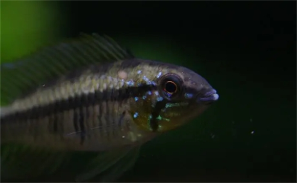 黑间短鲷怎么养?水族箱的造景必不可少 黑间短鲷怎么养?水族箱的造景必不可少