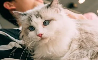 猫为什么喜欢猫咪的嘴