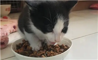 猫能吃什么东西呢