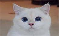 猫咪为什么叫猫癣的原因