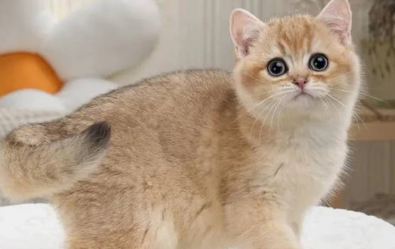 养金渐层猫要猫笼子吗