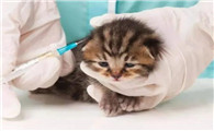 猫为什么没抵抗疫苗啊