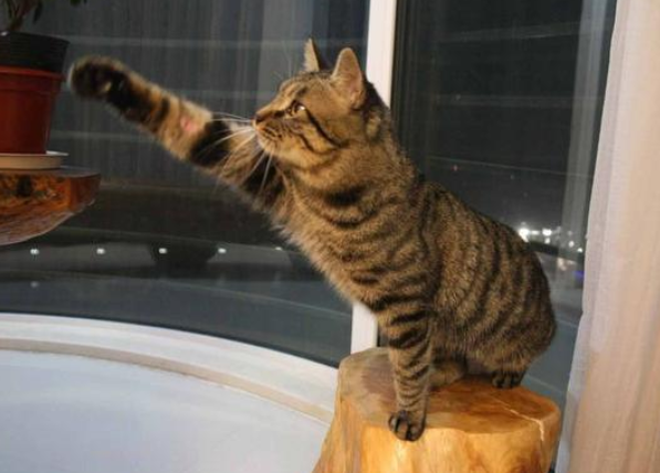 虎皮猫和狸花猫的区别