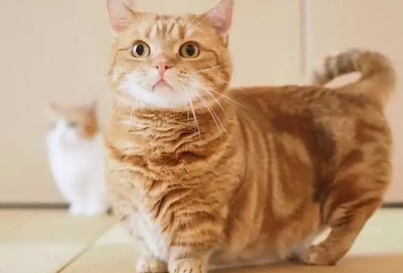 矮脚猫基因缺陷