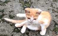 流浪猫做全面检查就能养了吗