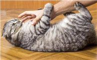 猫为什么喜欢踩你肚子呢