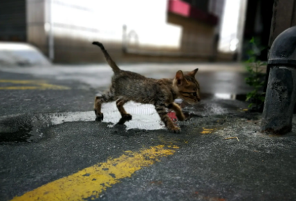 杀死流浪猫算不算犯罪