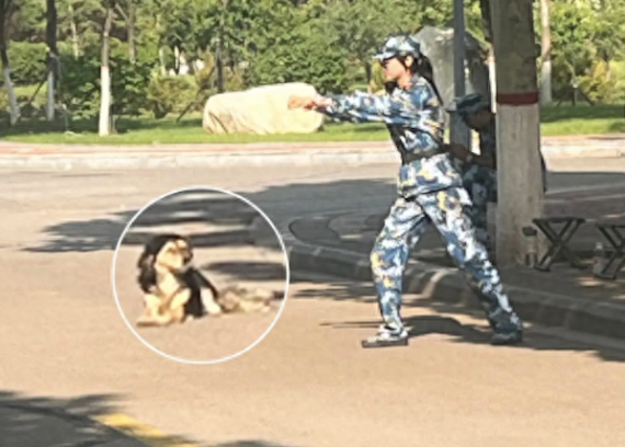 新生进校军训时,把学长狗狗当做练习心肺复苏的对象,它还挺配合 新生进校军训时,把学长狗狗当做练习心肺复苏的对象,它还挺配合