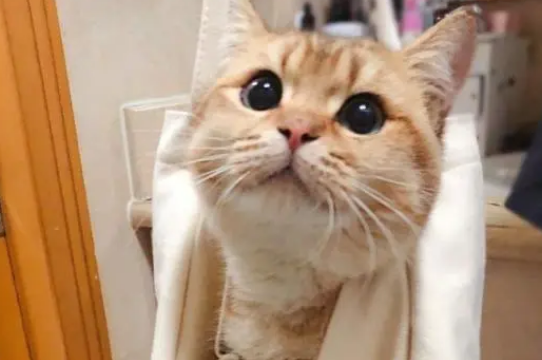 网红猫端午是什么花色图片