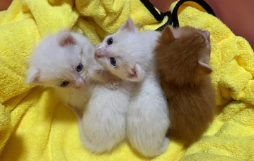 母猫为什么抛弃小奶猫