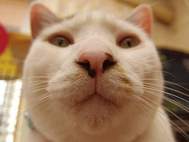 网红猫丑丑回来了