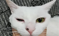 猫咪眼睛为什么总发炎流泪呢