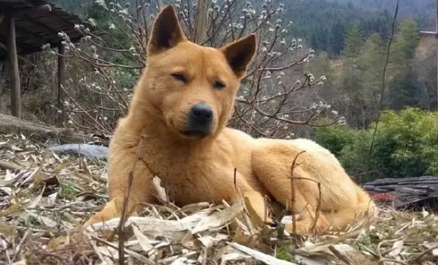 这6种“看家犬”,勇猛又护主,值得饲养! 这6种“看家犬”,勇猛又护主,值得饲养!