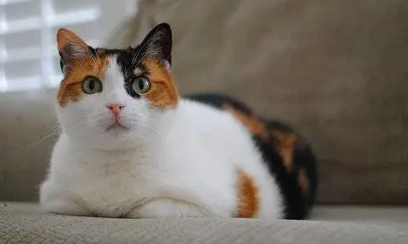 招财猫的来历传说