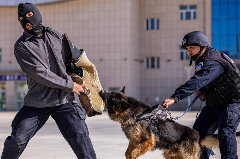 警犬挑选标准是什么？不清楚的快来看看