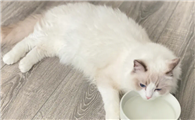 猫咪为什么喜欢埋碗呢