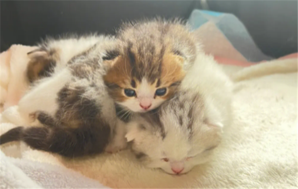 奶猫呛奶到肺部的征兆