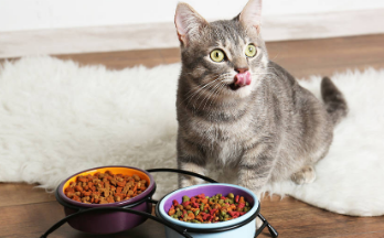 佩内特猫粮哪里生产的 佩内特猫粮哪里生产的