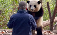为什么熊猫花花这么火