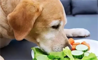 狗狗吃什么对心脏比较好呢