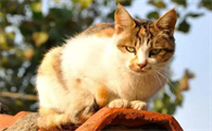 猫咪为什么总爱离家出走呢