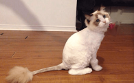 猫咪的毛发要剪掉是为什么