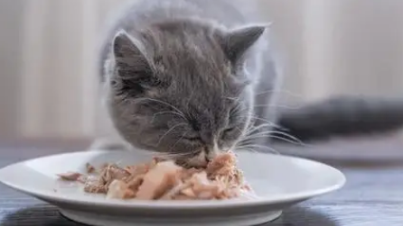 果饭儿猫条能买吗 果饭儿猫条能买吗