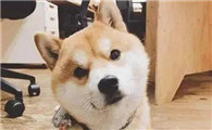 狗狗歪头看人是什么意思
